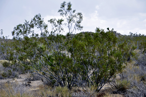 trees